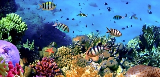 Korálové útesy dělají radost nejen rybičkám (ilustrační foto).
