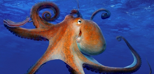 Chobotnice pobřežní -- chapadlo, kam se podíváte.