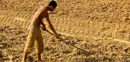Muži a chlapci se stávají oběťmi vykořisťování hlavně v zemědělství (ilustrační foto).