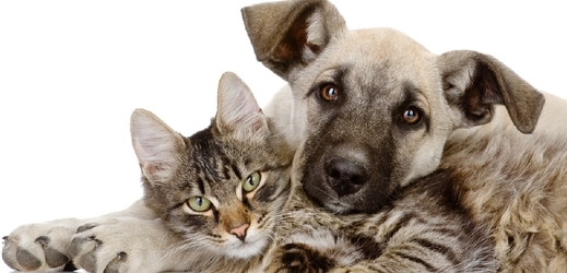 Infekční zasažení MRSA je u koček a psů velmi ojedinělé. Riziko, že by se majitelé mohli od svých zvířat nakazit, je velmi malé (ilustrační foto).