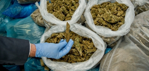 Množství zabavené marihuany proti roku 2012 vzrostlo o 172 kilogramů (ilustrační foto).