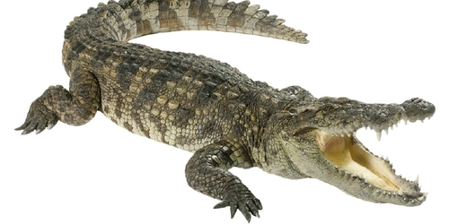 Ruska zalehla krokodýla, který musel k doktorovi (ilustrační foto).