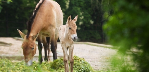 V pražské zoo se narodila dvě hříbata koně Převalského.