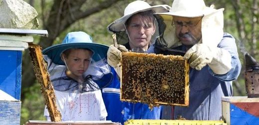Čím nám propsívají například včely?