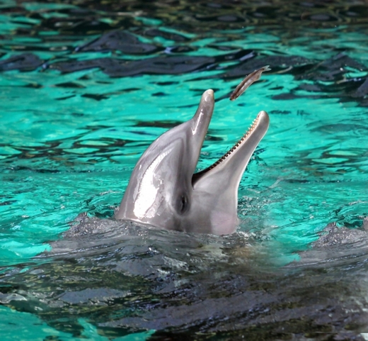 Prodej delfíního masa ke konzumaci je v Japonsku běžný a legální.