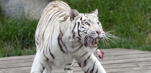 V liberecké zoo přivedli na svět mláďata bílého tygra (ilustrační foto).