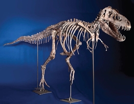 Kostra tyranosaura, kterou Eric Prokopi propašoval z Mongolska do Ameriky.