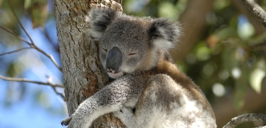 Objímáním kmene stromu chladí koala svůj organismus.