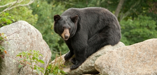 Medvěd baribal (ilustrační foto).