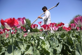 Pěstování opia v Afghánistánu dosáhlo v loňském roce nového rekordu.