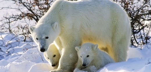 Kamera připevněná na krku medvěda odhalila život v Arktidě (ilustrační foto).