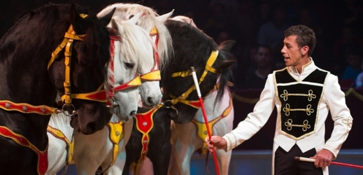 Mexiko zakázalo vystupování zvířat v cirkusech kvůli jejich špatným životním podmínkám (ilustrační foto).