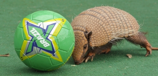 Maskotem FIFA 2014 je ohrožený druh.