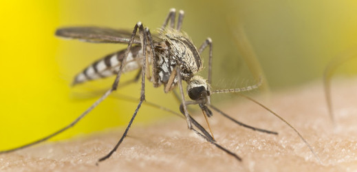 Komáři přenášející malárii se ještě na začátku minulého století dali chytit na jižní Moravě.
