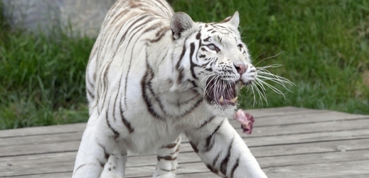 Bílý tygr.