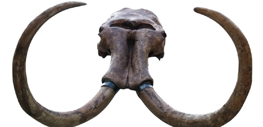 Lebka mamuta (ilustrační foto).