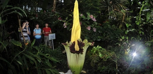 Zmijovec titánský liberecké botanické zahrady v roce 2011.
