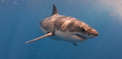 Žralok bílý není ohrožený druh (ilustrační foto).