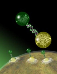 Při přípravě nanočástic se používají i molekuly DNA.