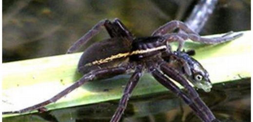 Samička pavouka Dolomedes plantarius si vychutnává neobvyklou svačinku.
