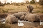 Národní park Chobe v Botswaně obývají nejrůznější živočišné druhy v čele s populací padesáti tisíc slonů. (Foto: Shutterstock.com)
