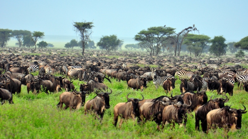 Podobně jako Masai Mara je národní park Serengeti proslaven tzv. velkou migrací, tedy každoročním stěhováním kopytníků. Park obývají miliony pakoňů a statisíce zeber. (Foto: Shutterstock.com)