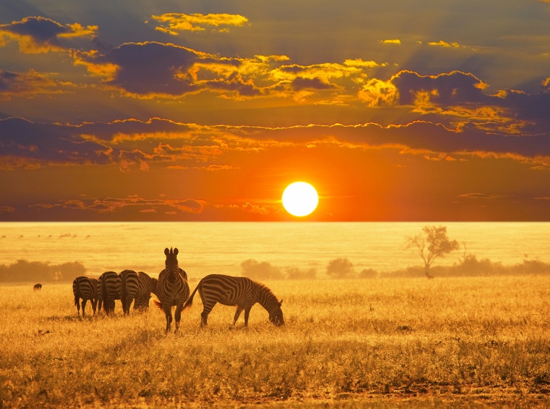 Národní park Etosha v Namibii je domovem antilop, zeber a tisíců plameňáků. Rozkládá se na dně solné pánve a návštěvníci mohou jeho krásy prozkoumat ve vlastním autě. (Foto: Shutterstock.com)