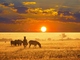 Národní park Etosha v Namibii je domovem antilop, zeber a tisíců plameňáků. Rozkládá se na dně solné pánve a návštěvníci mohou jeho krásy prozkoumat ve vlastním autě. (Foto: Shutterstock.com)