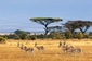 Národní park Amboseli se rozkládá na úpatí hory Kilimandžáro v Tanzánii a je jednou z nejpopulárnějších safari atrakcí v zemi. (Foto: Shutterstock.com)