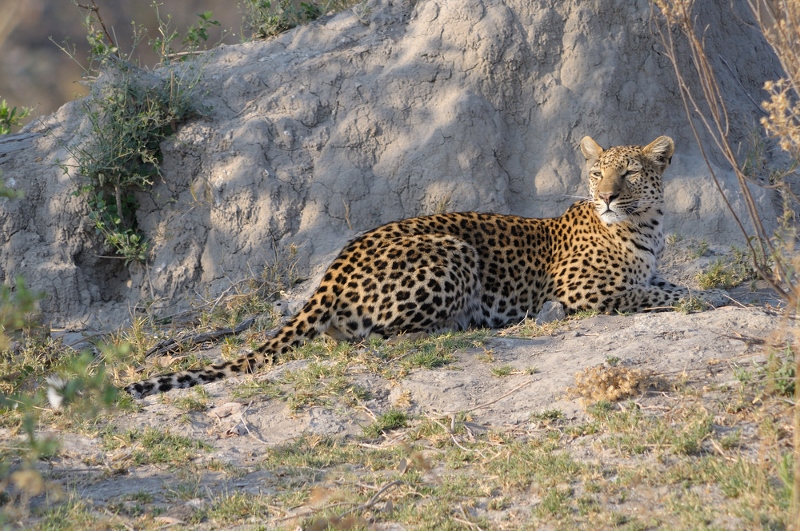 Rezervace Moremi Game v Botswaně zabírá téměř třetinu oblasti Okavango delta. Čítá lesy, laguny i planiny a je domovem pro nejrůznější zvířata včetně lvů, gepardů, hrochů a krokodýlů. (Foto: Shutterstock.com)