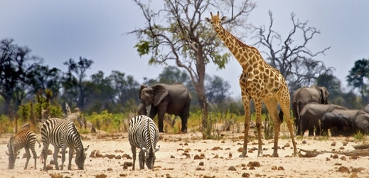 Národní park Hwange v západním Zimbabwe je proslulý velkými stády slonů, buvolů, zeber a žiraf. (Foto: Shutterstock.com)