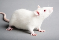 Několik pokusů uskutečněných na myších ukázalo, že transfuze krve z mladých myší na myši staré má na orgány omlazující účinky (ilustrační foto).