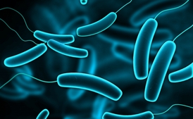 Digitalni ilustrace Coli bakterie.