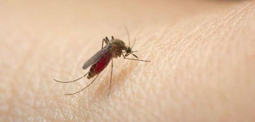 Malárii přenáší komáři z rodu Anopheles.