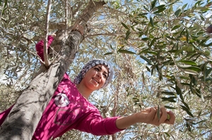 Sběr oliv v Předjordánsku. Patří Židům, nebo Palestincům?