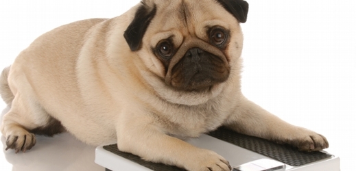 V USA trpí nadváhou nebo je obézních 53 procent psů.