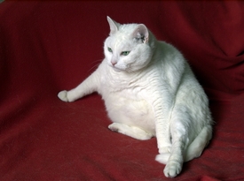 V USA je obézních koček téměř 58 procent.