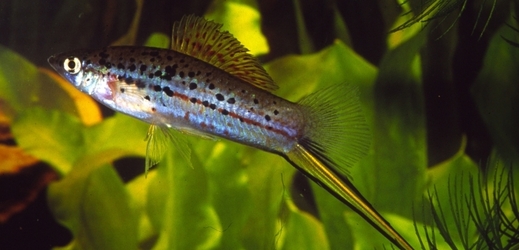 Xiphophorus hellerii -- živorodková rybka, jejíž samice nemají palcentu. Povšimněte si výrazného prodloužení břišní strany ocasní ploutve.