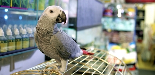 Papoušek Žako šedý.