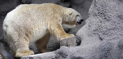 Lední medvěd Arturo.