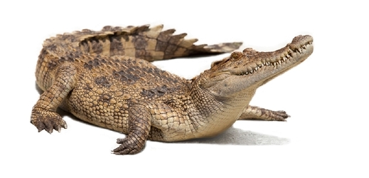Mexický starosta si vzal krokodýla (ilustrační foto).