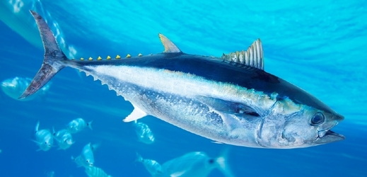 Za dvoumetrového tuňáka mohly dívky dostat miliony (ilustrační foto).