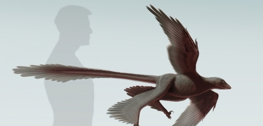 Velikost changyuraptora v porovnání s člověkem.