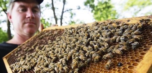 Letos bude chybět zejména tmavý lesní medovicový med.