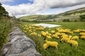 Nebo třeba žluté ovce podél trati. (Foto: ČTK/PA/Chris Wallis)
