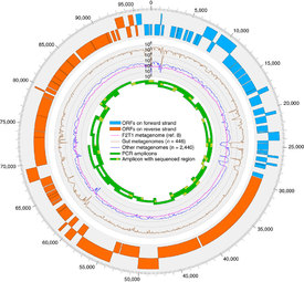 Schéma genomu nového viru.