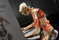 Na výstavě bude 230 exponátů lidských těl a jeho částí.