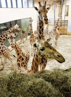 Pražská zoo chová žirafy už 60 let.