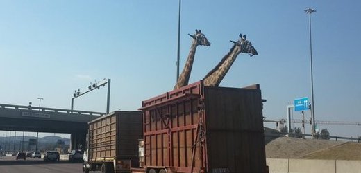 Snímek, který zachycuje žirafy před srážkou s mostem.
