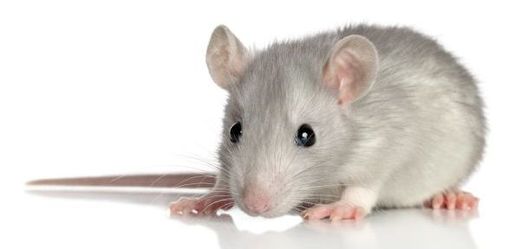 Dnes je to průhledná myš, nahradí ji v budoucnu člověk?